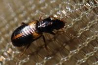 Acupalpus meridianus