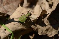 Cicindela campestris