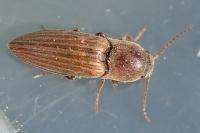 Agriotes lineatus