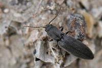 Agriotes pilosellus