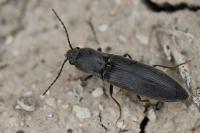 Agriotes pilosellus