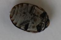 Anthrenus verbasci