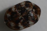 Anthrenus verbasci