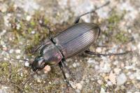 Poecilus cupreus