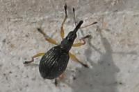 Protapion trifolii