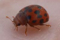 Subcoccinella vigintiquatuorpunctata