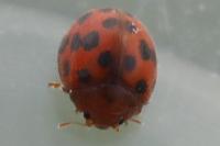 Subcoccinella vigintiquatuorpunctata