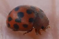 Subcoccinella vigintiquatuorpunctata