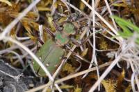 Cicindela campestris