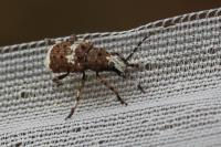 Platystomos albinus