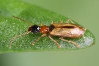 Demetrias atricapillus