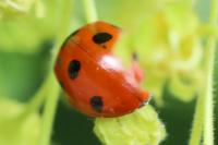 Coccinella septempunctata