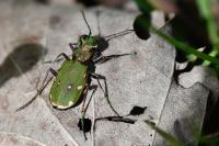 Cicindela campestris