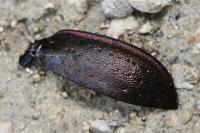 Carabus nemoralis
