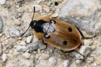 Dendroxena quadrimaculata