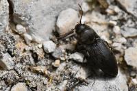 Agriotes