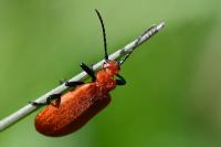 Pyrochroa serraticornis