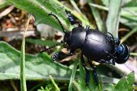 Timarcha tenebricosa