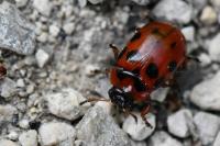 Gonioctena decemnotata
