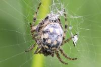 Propylea quatuordecimpunctata