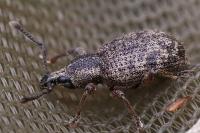 Otiorhynchus veterator