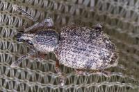 Otiorhynchus veterator