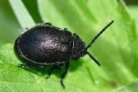 Galeruca tanaceti