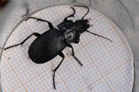 Abax parallelepipedus