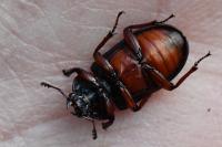 Platycerus caraboides