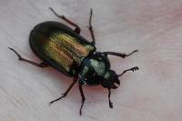 Platycerus caraboides