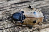 Dendroxena quadrimaculata