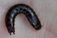 Stenagostus rhombeus