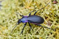 Carabus violaceus