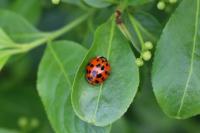 Harmonia axyridis