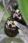 Chrysolina americana