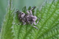 Mesosa nebulosa