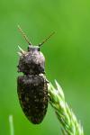 Agrypnus murinus