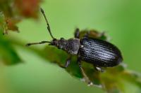 Phyllobius