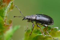 Phyllobius