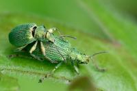 Polydrusus planifrons