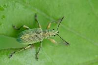 Polydrusus planifrons