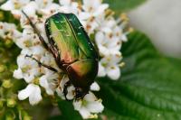 Cetonia aurata