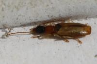 Demetrias atricapillus