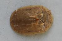 Hypocassida subferruginea