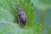 Phyllobius pyri