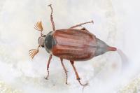Melolontha melolontha
