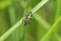 Oedemera nobilis