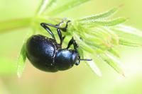 Timarcha goettingensis