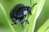 Timarcha goettingensis