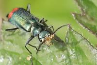 Malachius bipustulatus